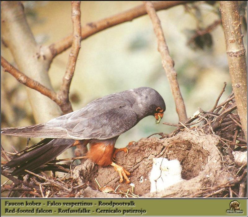 Red-footed Falcon & chicks (Falco vespertinus) {!--비둘기조롱이-->; DISPLAY FULL IMAGE.