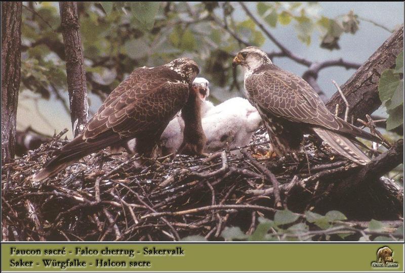 Saker Falcons & chicks on nest (Falco cherrug) {!--헨다손매-->; DISPLAY FULL IMAGE.
