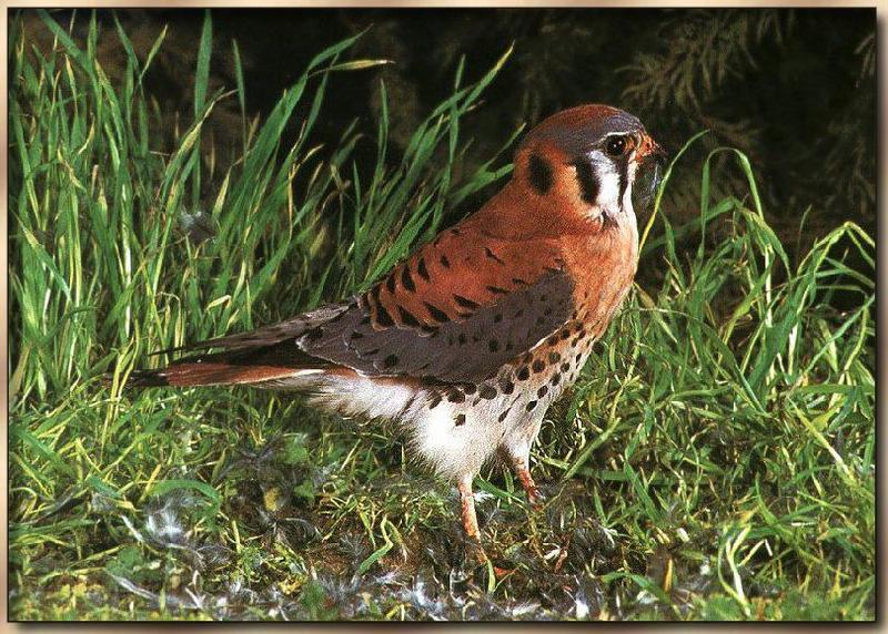 American Kestrel (Falco sparverius) {!--아메리카황조롱이-->; DISPLAY FULL IMAGE.
