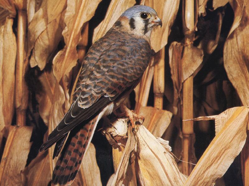 American Kestrel (Falco sparverius) {!--아메리카황조롱이-->; DISPLAY FULL IMAGE.