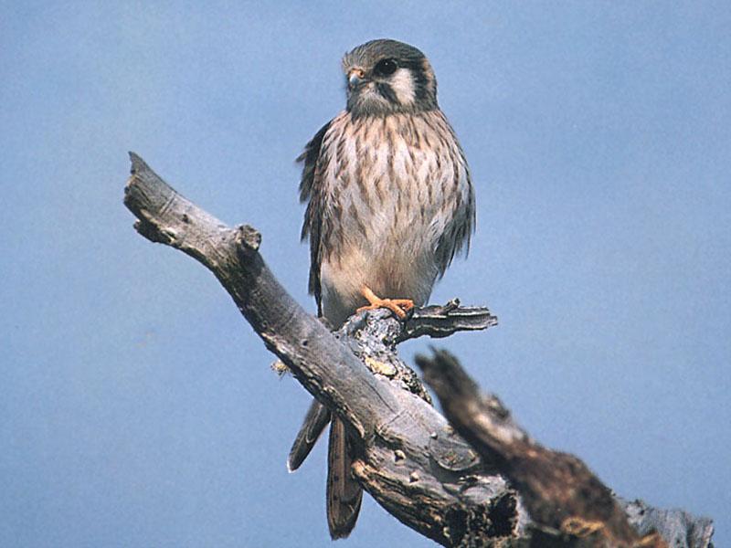 American Kestrel (Falco sparverius) {!--아메리카황조롱이-->; DISPLAY FULL IMAGE.