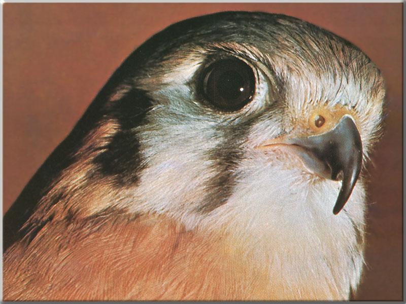 American Kestrel (Falco sparverius) {!--아메리카황조롱이-->; DISPLAY FULL IMAGE.