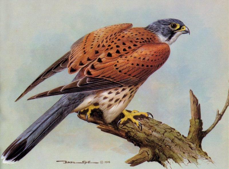 [Animal Art - Basil Ede] Common Kestrel (Falco tinnunculus) {!--황조롱이-->; DISPLAY FULL IMAGE.