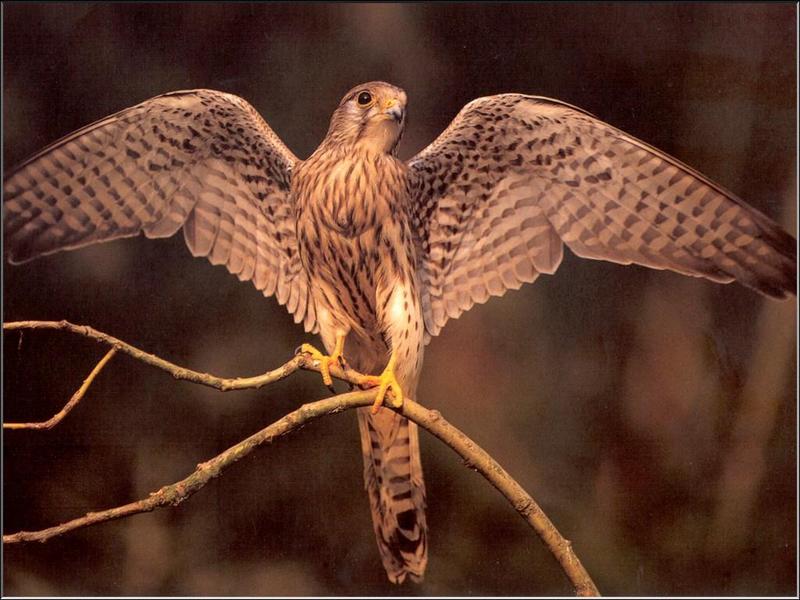 Common Kestrel (Falco tinnunculus) {!--황조롱이(유럽)-->; DISPLAY FULL IMAGE.