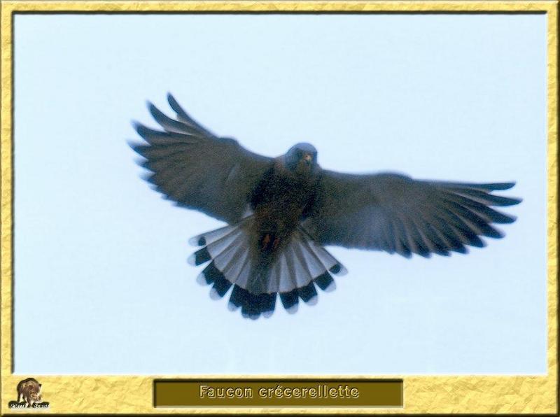 Lesser Kestrel in flight (Falco naumanni) {!--작은황조롱이(유럽)-->; DISPLAY FULL IMAGE.