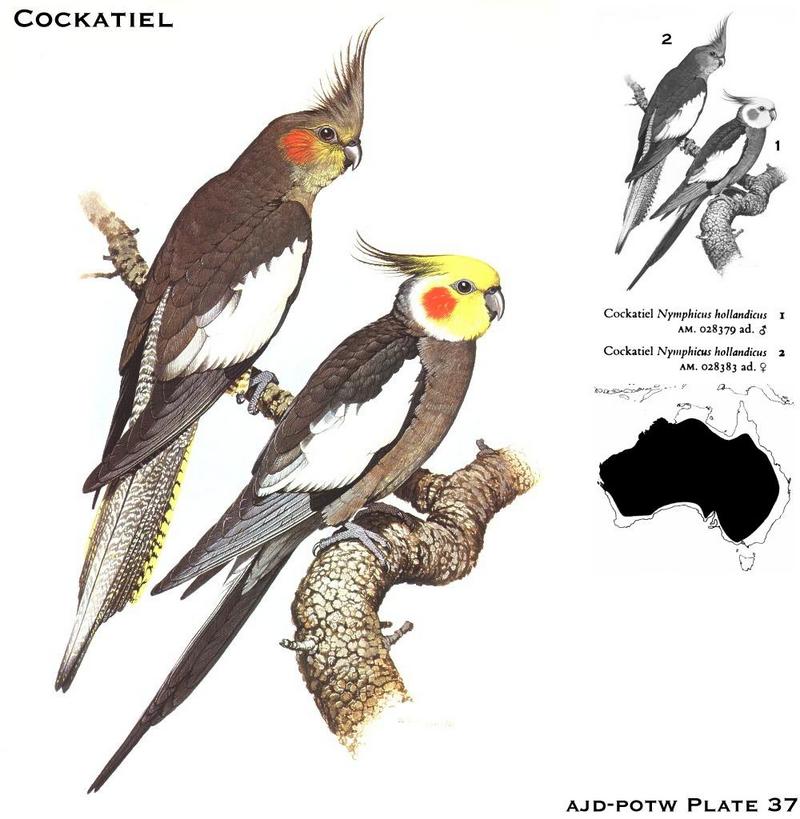 Cockatiel (Nymphicus hollandicus) {!--왕관앵무-->; DISPLAY FULL IMAGE.