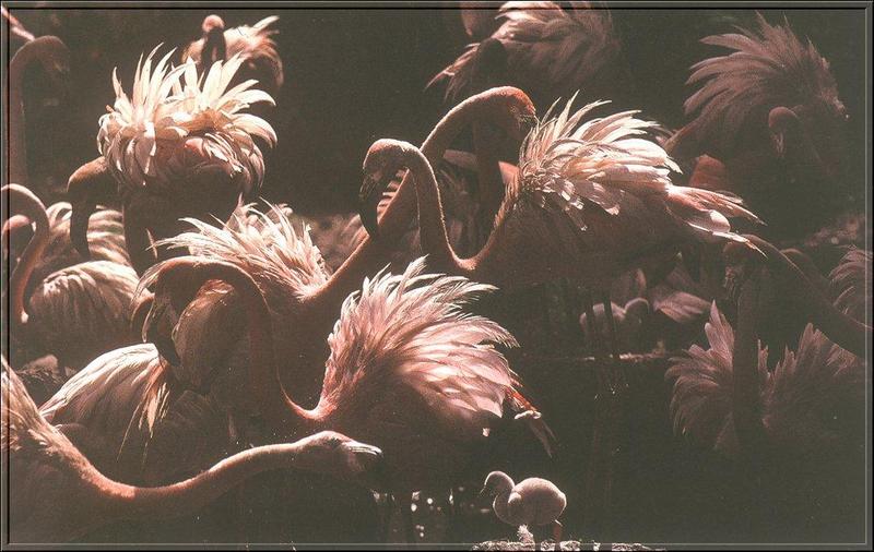 Greater Flamingo (Phoenicopterus ruber) {!--큰홍학(-紅鶴)-->; DISPLAY FULL IMAGE.