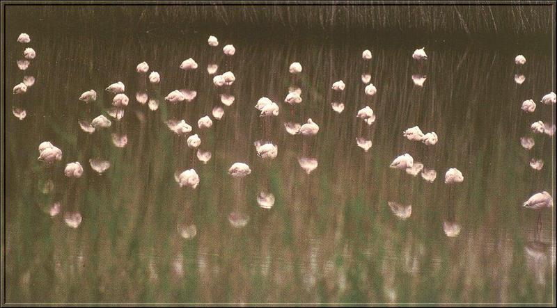 Greater Flamingo (Phoenicopterus ruber) {!--큰홍학(-紅鶴)-->; DISPLAY FULL IMAGE.