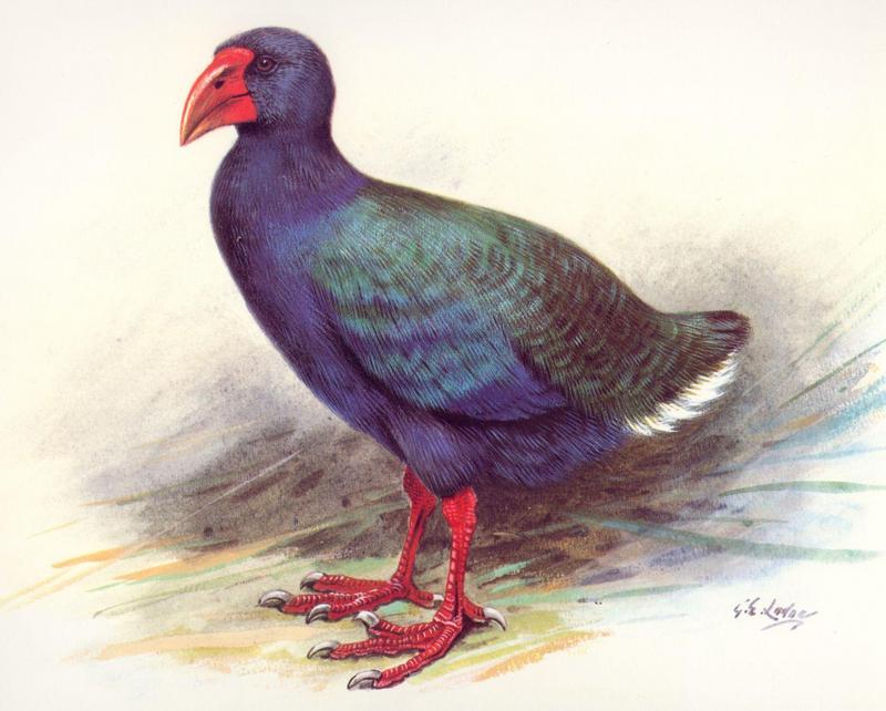 Takahe (Porphyrio mantelli) {!--타카헤(뉴질랜드)-->; DISPLAY FULL IMAGE.