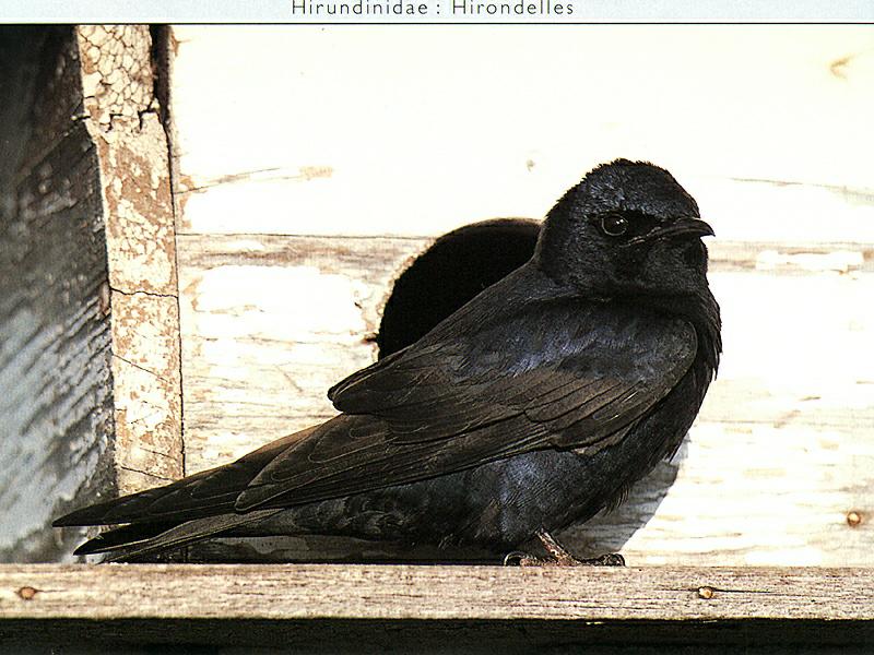 Purple Martin (Progne subis) {!--보라큰털발제비(자주색제비)-->; DISPLAY FULL IMAGE.