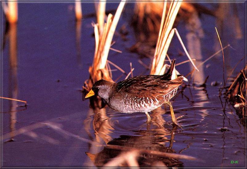 Sora Rail (Porzana carolina) {!--캐롤라이나쇠뜸부기-->; DISPLAY FULL IMAGE.