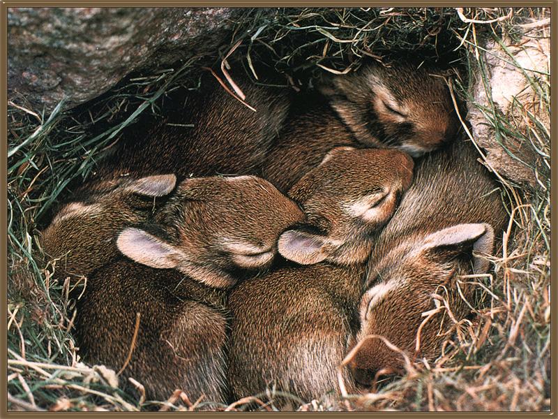 Eastern Cottontail Rabbits (Sylvilagus floridanus) {!--동부솜꼬리토끼-->; DISPLAY FULL IMAGE.