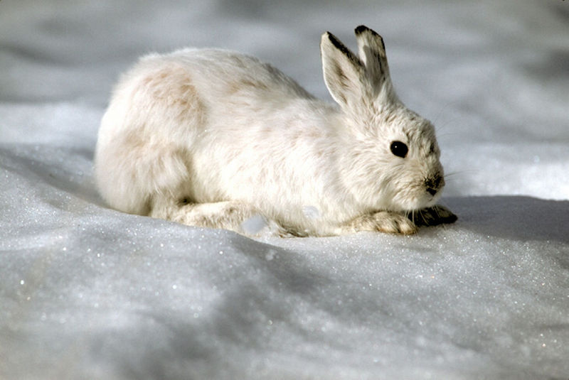 Snowshoe Hare (Lepus americanus) {!--눈신멧토끼-->; DISPLAY FULL IMAGE.