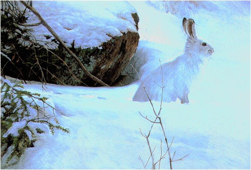 [Animal Art - Robert Bateman] Snowshoe Hare (Lepus americanus) {!--눈신멧토끼-->; DISPLAY FULL IMAGE.