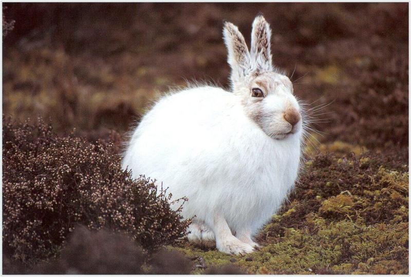 Mountain Hare (Lepus timidus) {!--유럽멧토끼-->; DISPLAY FULL IMAGE.
