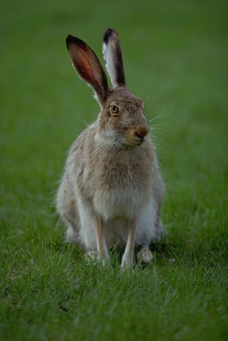 Hare (Lepus sp.) {!--멧토끼류-->; DISPLAY FULL IMAGE.