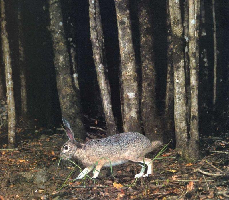 Jackrabbit (Lepus sp.) {!--아메리카멧토끼류-->; DISPLAY FULL IMAGE.