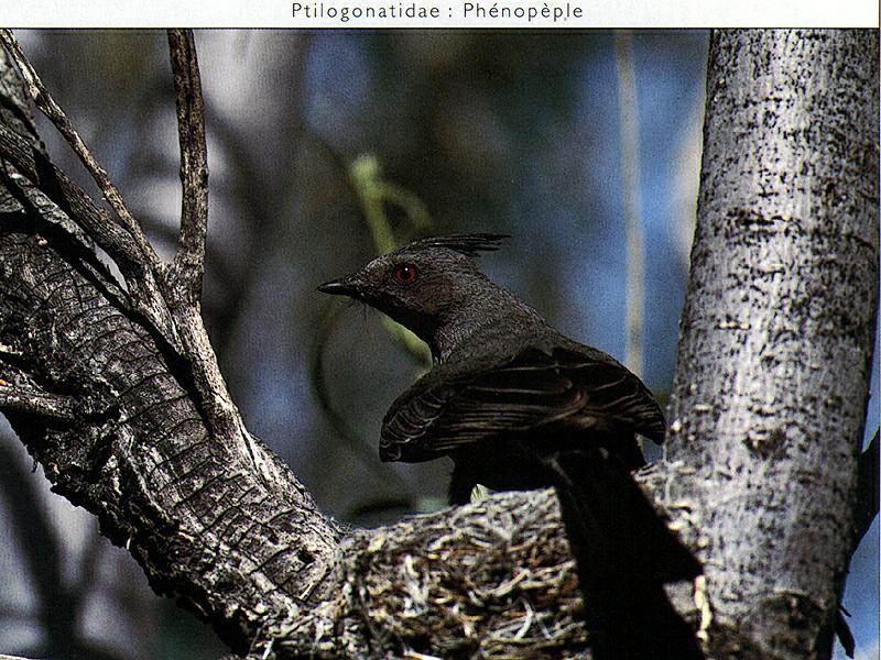 Phainopepla (Phainopepla nitens) {!--검은여새(북미)-->; DISPLAY FULL IMAGE.