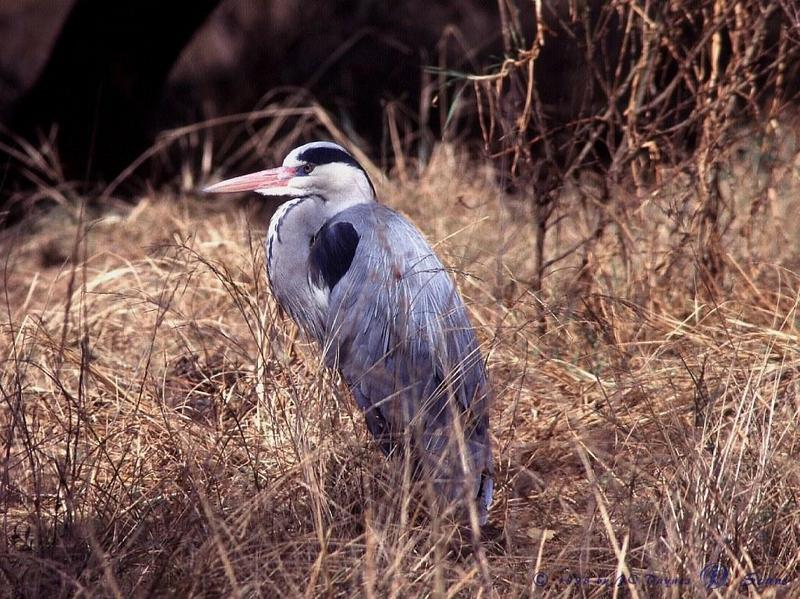 Blue Heron {!--왜가리류-->; DISPLAY FULL IMAGE.