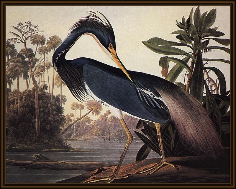 Blue Heron {!--왜가리류-->; DISPLAY FULL IMAGE.