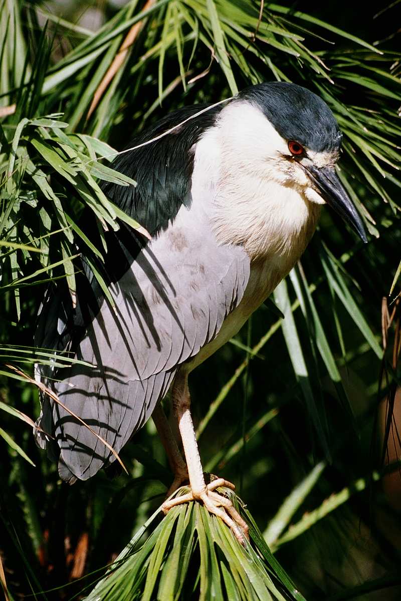Black-crowned Night Heron (Nycticorax nycticorax) {!--해오라기-->; DISPLAY FULL IMAGE.