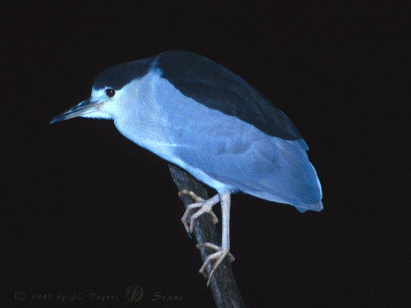 Black-crowned Night Heron (Nycticorax nycticorax) {!--해오라기-->; DISPLAY FULL IMAGE.
