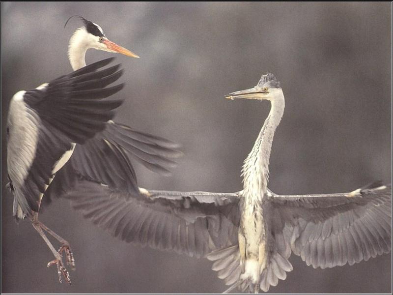 Grey Heron (Ardea cinerea) {!--왜가리(유럽)-->; DISPLAY FULL IMAGE.