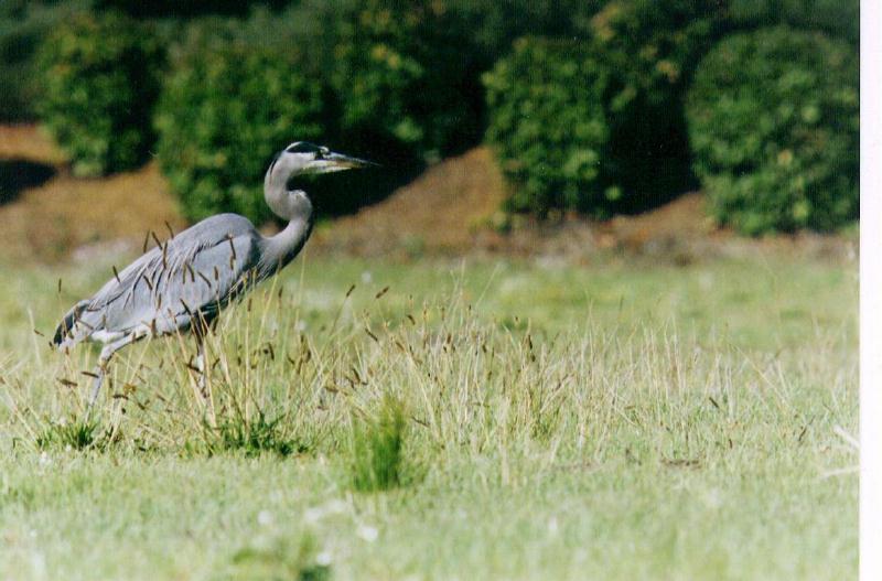 Grey Heron (Ardea cinerea) {!--왜가리(유럽)-->; DISPLAY FULL IMAGE.