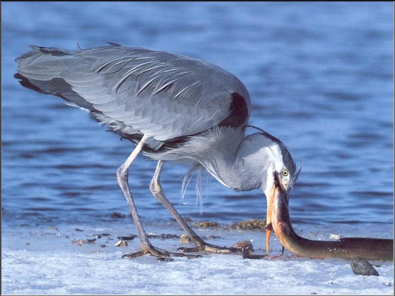 Grey Heron (Ardea cinerea) {!--왜가리(유럽)-->; DISPLAY FULL IMAGE.