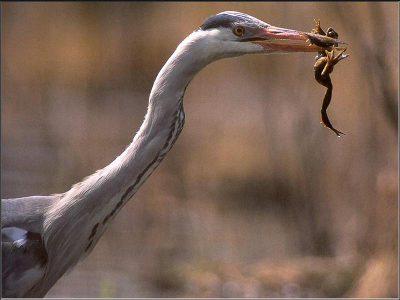 Grey Heron (Ardea cinerea) {!--왜가리(유럽)-->; DISPLAY FULL IMAGE.