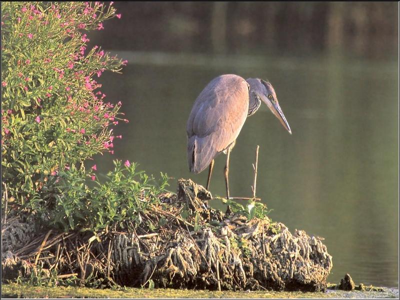 Grey Heron (Ardea cinerea) {!--왜가리(유럽)-->; DISPLAY FULL IMAGE.