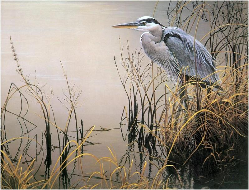 [Animal Art - Robert Bateman] Great Blue Heron (Ardea herodias) {!--큰왜가리-->; DISPLAY FULL IMAGE.