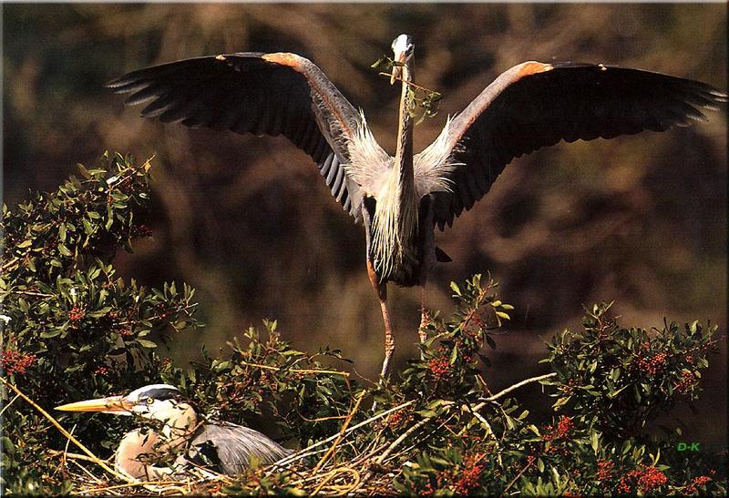 Great Blue Heron (Ardea herodias) {!--큰왜가리-->; DISPLAY FULL IMAGE.