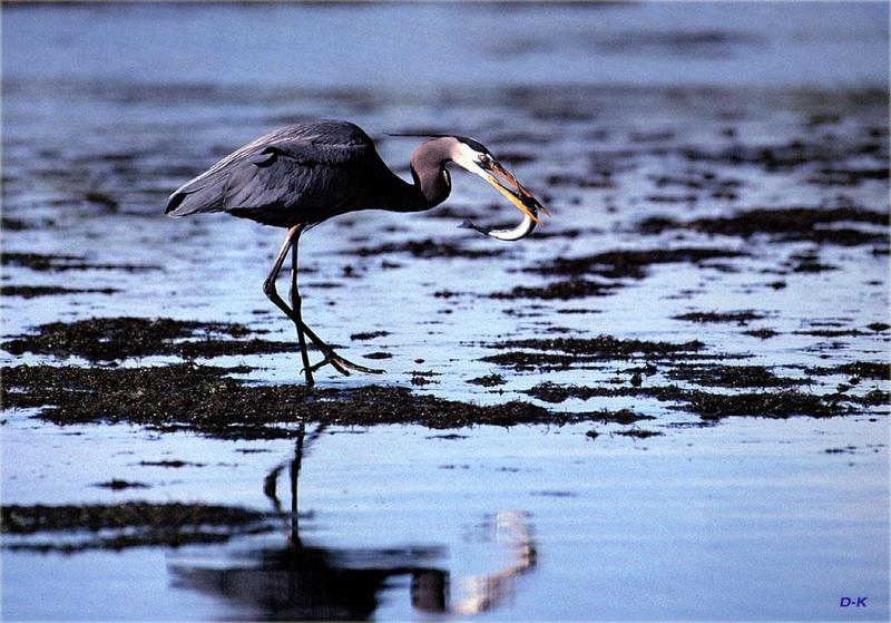 Great Blue Heron (Ardea herodias) {!--큰왜가리-->; DISPLAY FULL IMAGE.