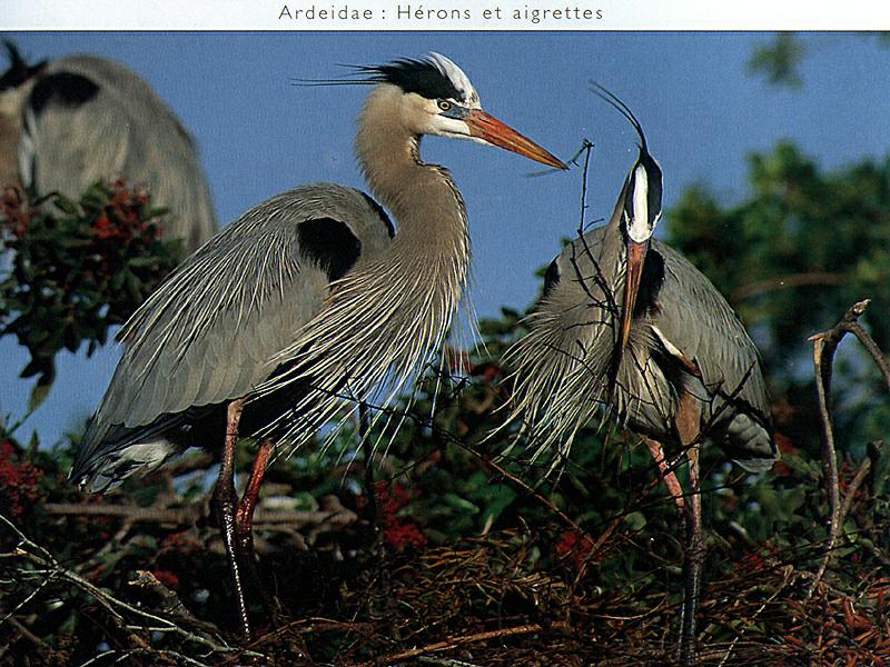 Great Blue Heron (Ardea herodias) {!--큰왜가리-->; DISPLAY FULL IMAGE.