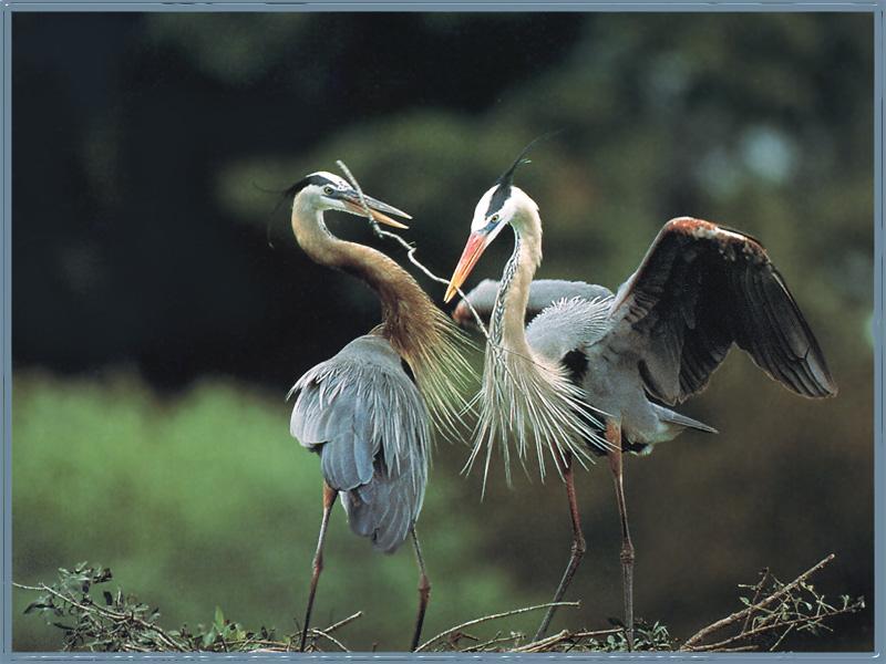 Great Blue Herons (Ardea herodias) {!--큰왜가리-->; DISPLAY FULL IMAGE.