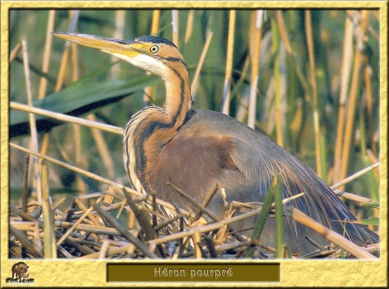 Purple Heron (Ardea purpurea) {!--붉은왜가리-->; DISPLAY FULL IMAGE.