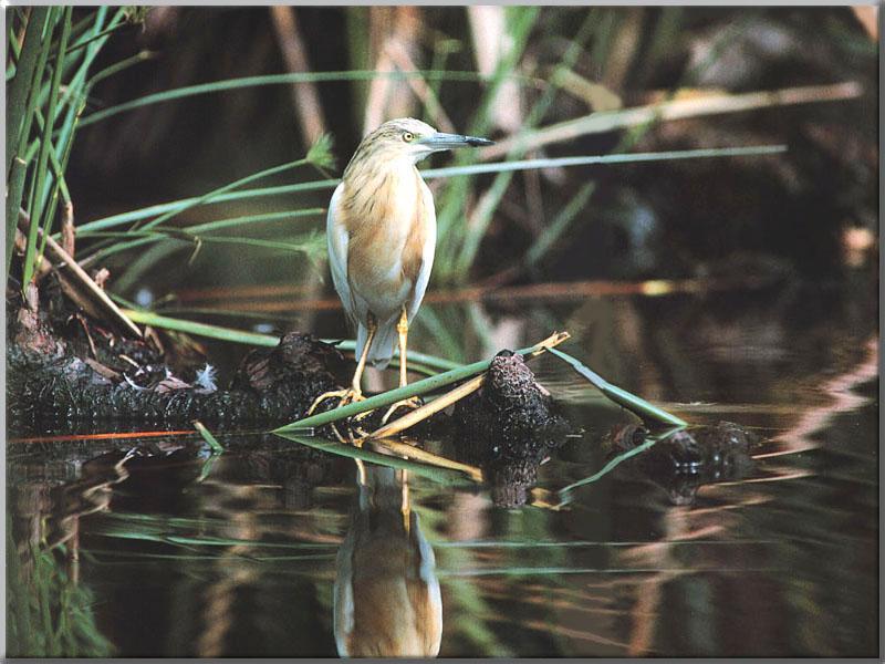 Squacco Heron (Ardeola ralloides) {!--뜸북해오라기-->; DISPLAY FULL IMAGE.