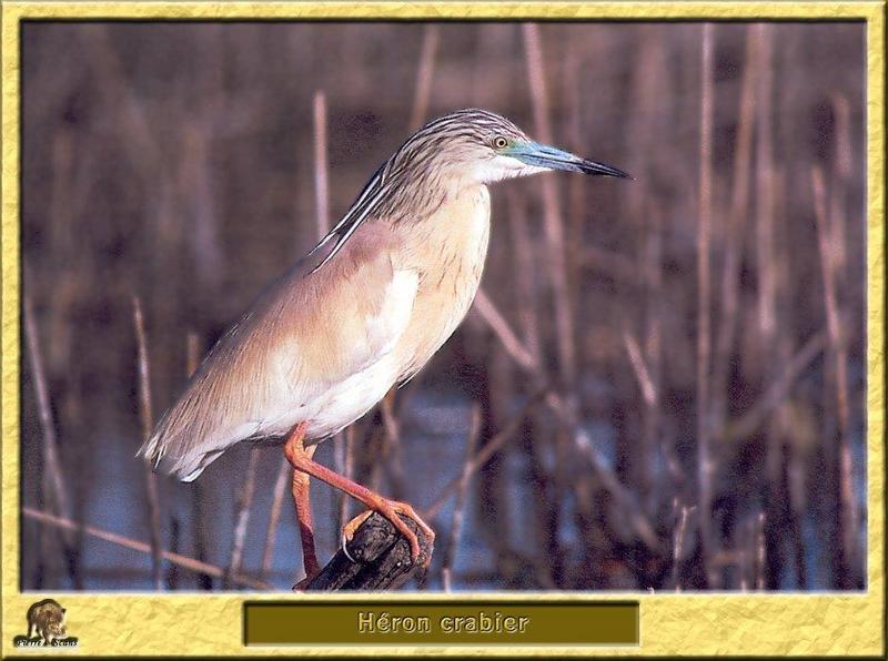 Squacco Heron (Ardeola ralloides) {!--뜸북해오라기-->; DISPLAY FULL IMAGE.