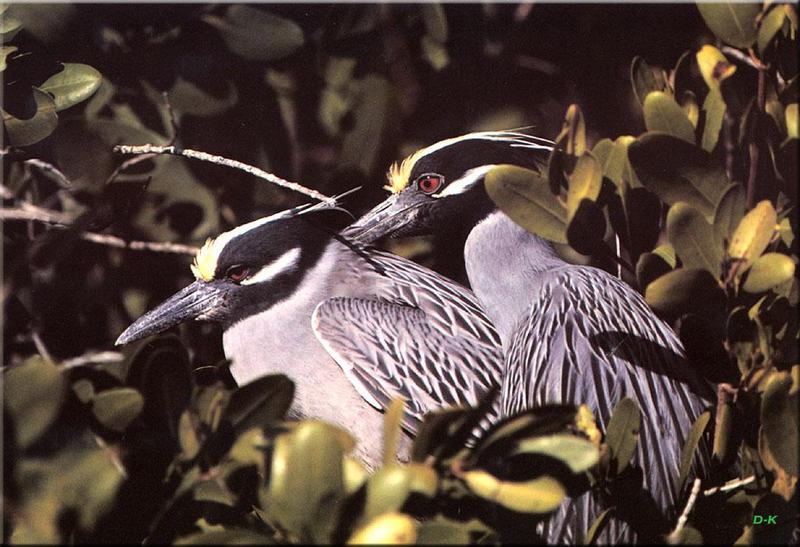 Yellow-crowned Night Heron (Nyctanassa violacea) {!--노란이마해오라기-->; DISPLAY FULL IMAGE.