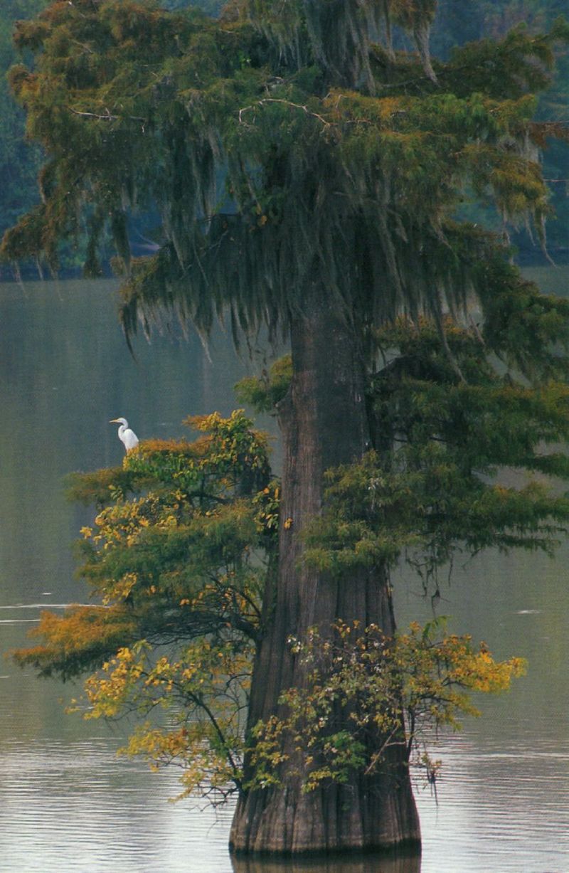 Egret (Egretta sp.) {!--백로(白鷺)-->; DISPLAY FULL IMAGE.