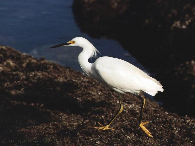 Egret (Egretta sp.) {!--백로(白鷺)-->; DISPLAY FULL IMAGE.