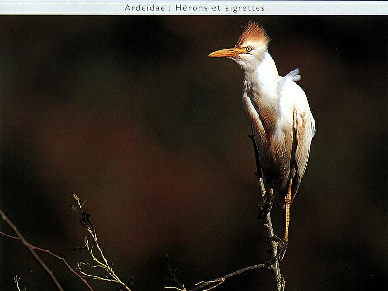 Cattle Egret (Bubulcus ibis) {!--황로(黃鷺)-->; DISPLAY FULL IMAGE.