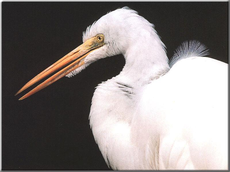 Great Egret (Egretta alba) {!--대백로(大白鷺)-->; DISPLAY FULL IMAGE.