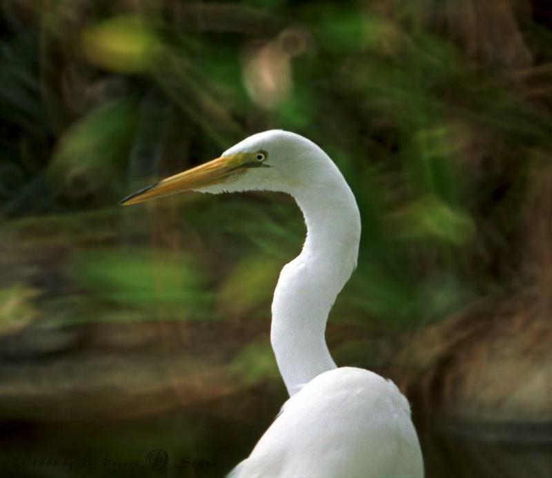 Great Egret (Egretta alba) {!--대백로(大白鷺)-->; DISPLAY FULL IMAGE.