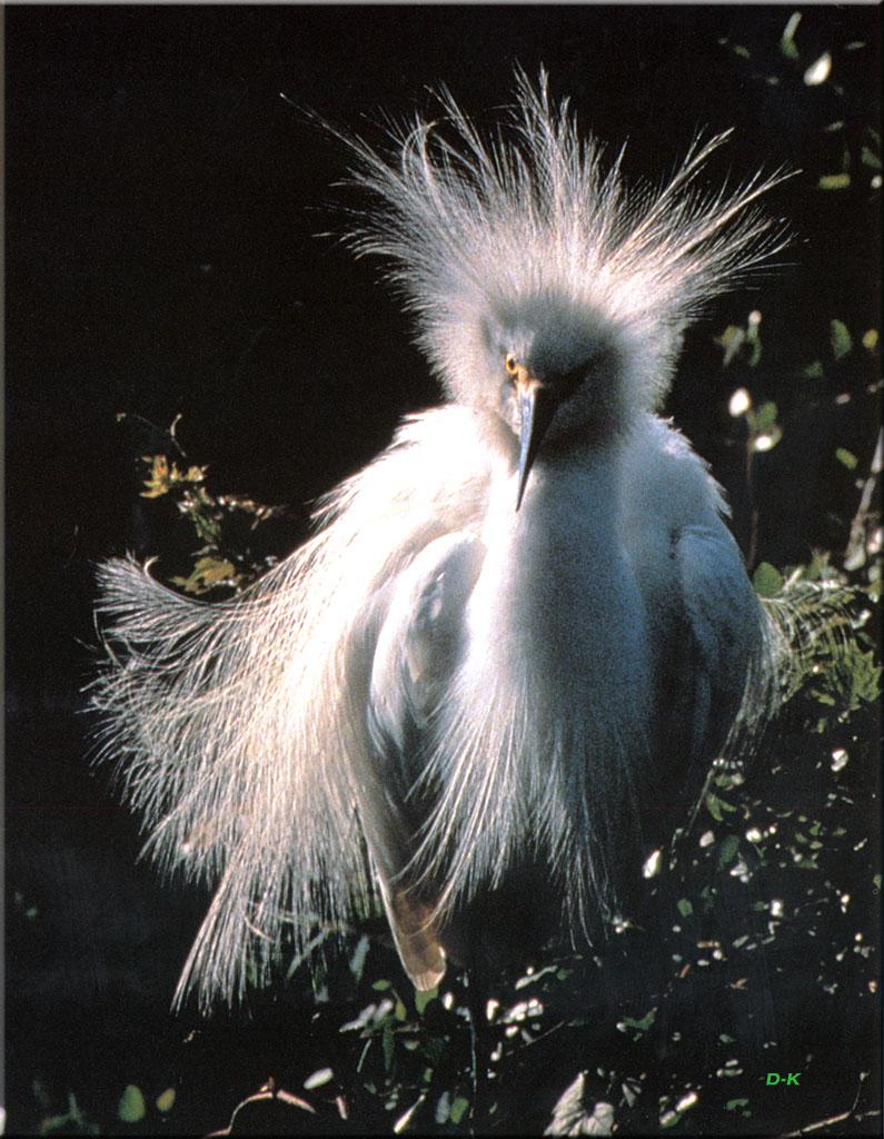 Snowy Egret (Egretta thula) {!--아메리카쇠백로-->; DISPLAY FULL IMAGE.