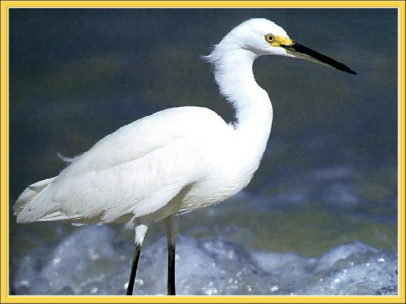 Snowy Egret (Egretta thula) {!--아메리카쇠백로-->; DISPLAY FULL IMAGE.