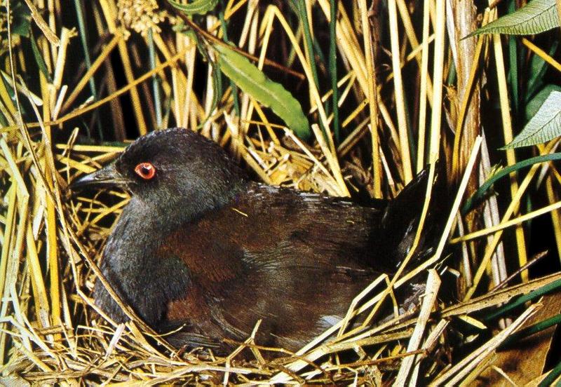 Spotless Crake (Porzana tabuensis) {!--민무늬쇠뜸부기(호주)-->; DISPLAY FULL IMAGE.