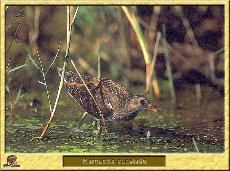 Spotted Crake (Porzana porzana) {!--유럽쇠뜸부기-->; DISPLAY FULL IMAGE.