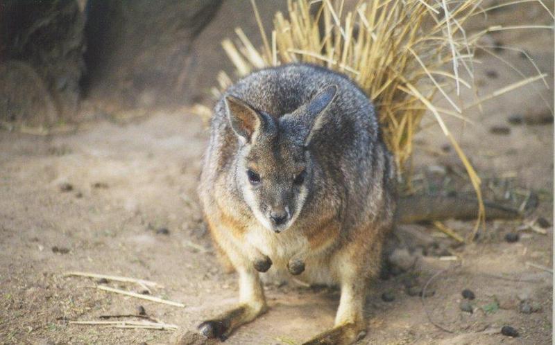 Wallaby (Macropodidae) {!--왈라비-->; DISPLAY FULL IMAGE.